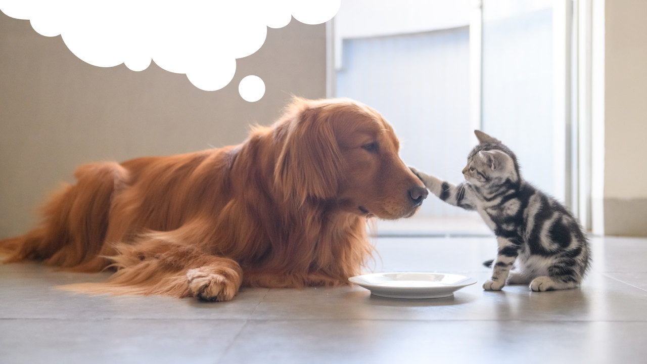 Cachorro e gatinho brincando juntos