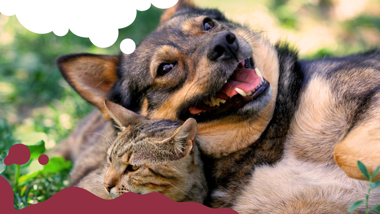 Cão e gato sonhando com Cafuné