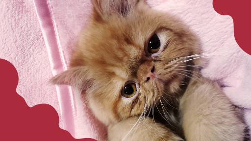 Confira 6 dicas de como cuidar de gato ou cachorro