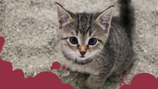 Gatinho na caixa de areia