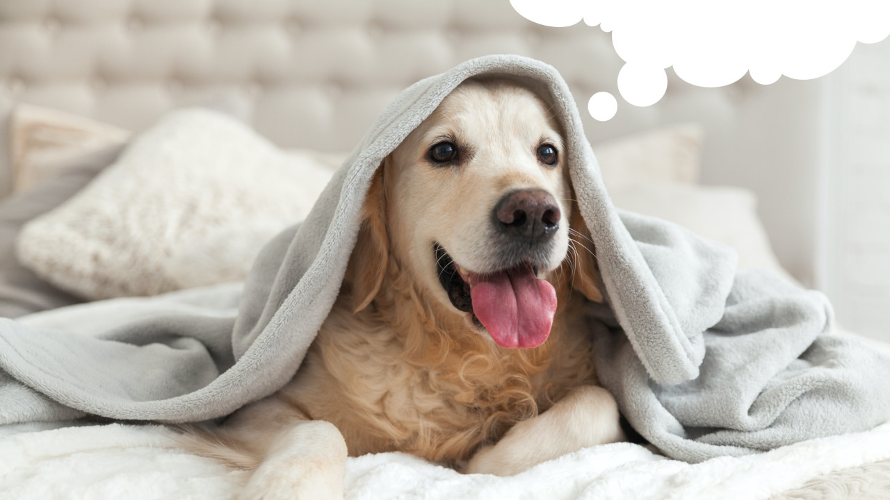 Cachorrinho na cama sonhando com Cafuné