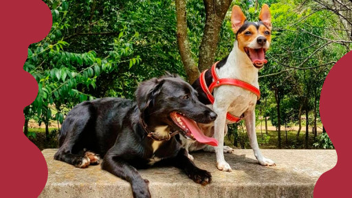 Como adotar um cachorro ou gato: 3 passos para considerar!