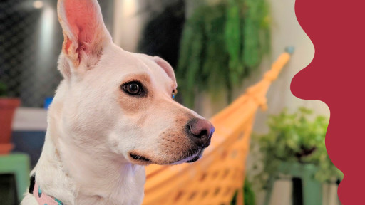 Confira 10 curiosidades sobre cachorros que vão te surpreender