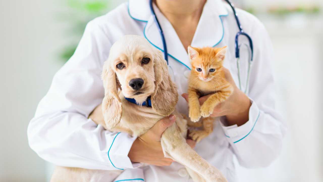 Veterinaria, gato y perro